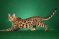 /album/galerie/bengal-cat5-jpg/